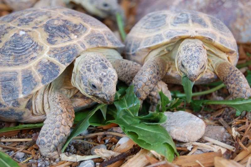 Russian Tortoise Photos